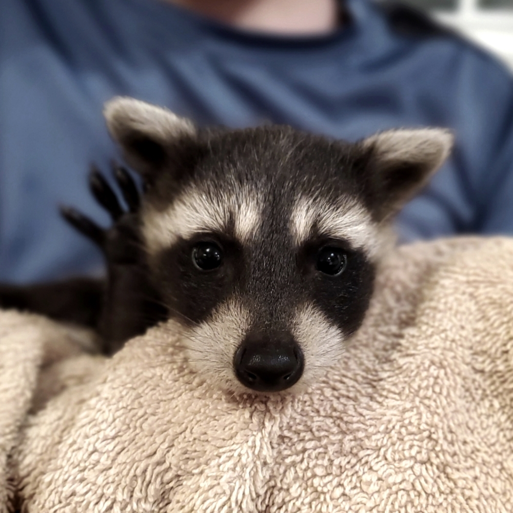 Meet your Posher, Rebekah